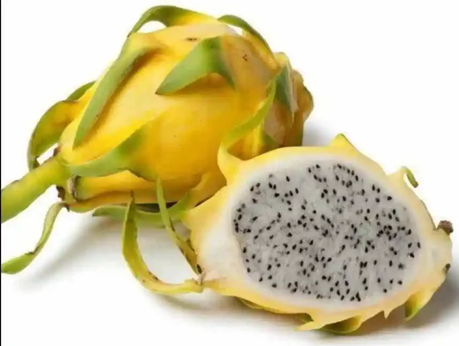 Dragon Fruit Hylocereus megalanthus