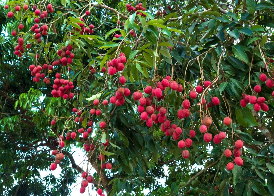 Lychee tree