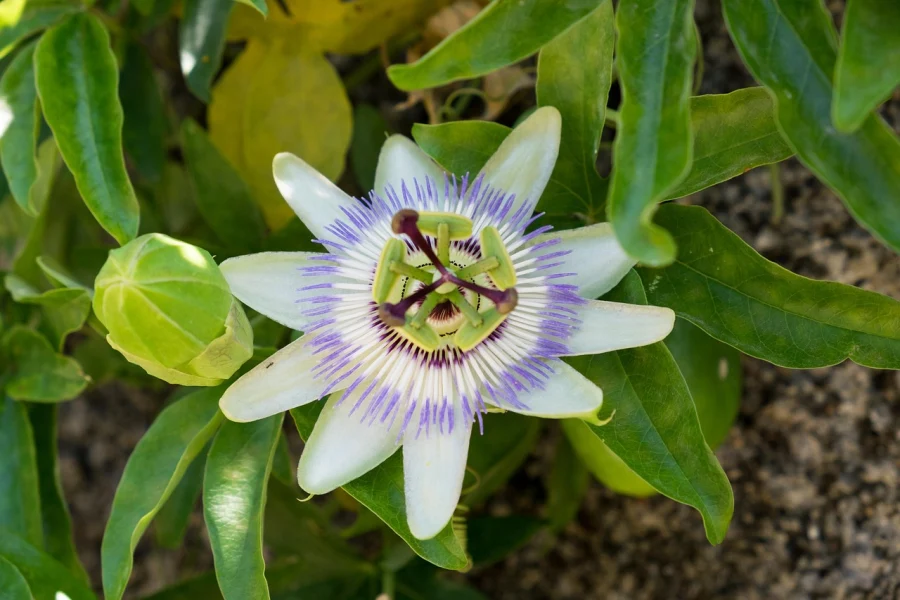 Passiflora