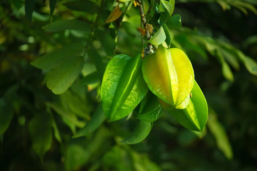 Star Fruit