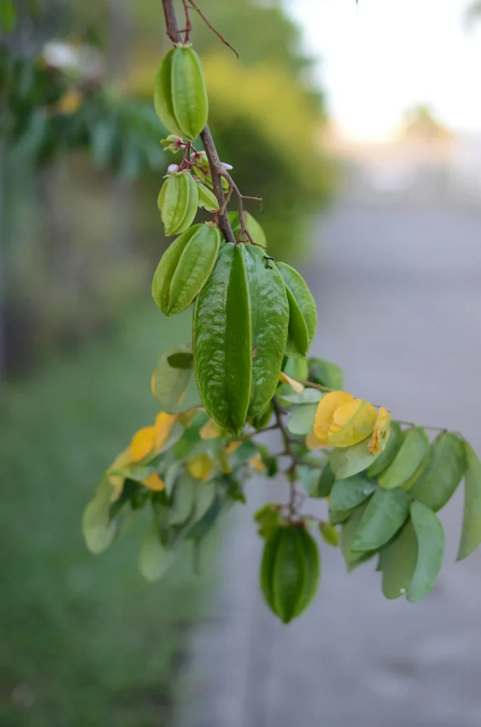 Star Fruit on a branch